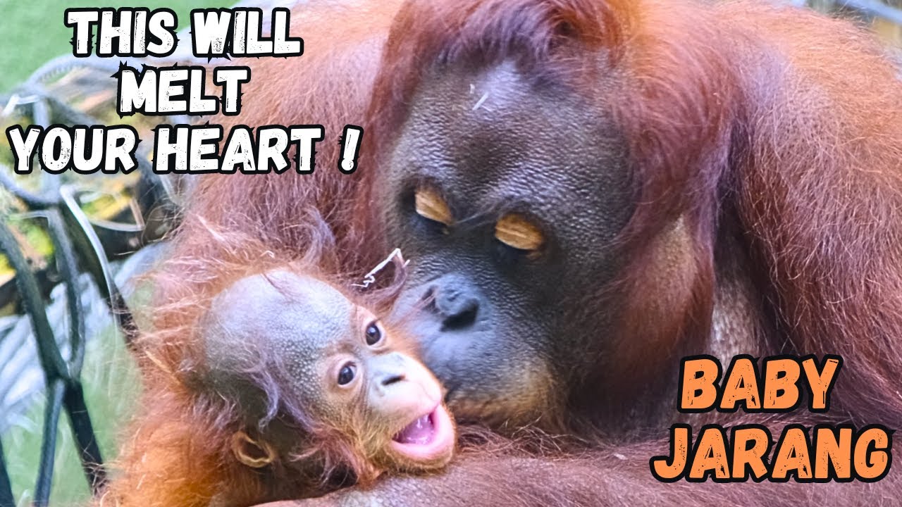 Orangutan Baby Receives Heartwarming Kisses + Big Feed