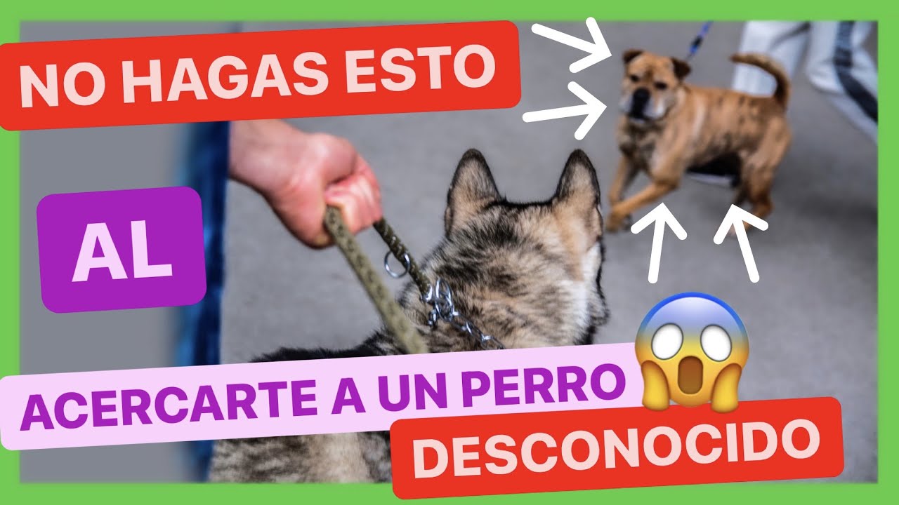 👉 ¿CÓMO ACERCARTE a un PERRO que NO CONOCES? 😰 ► CON TU PERRO O SOLO ✅