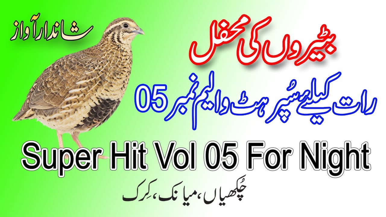 Batair Ki Awaz | Vol # 05 | Best Common Quail Sound For Night | 2025 رات کے لیے بٹیر کی بہترین آواز