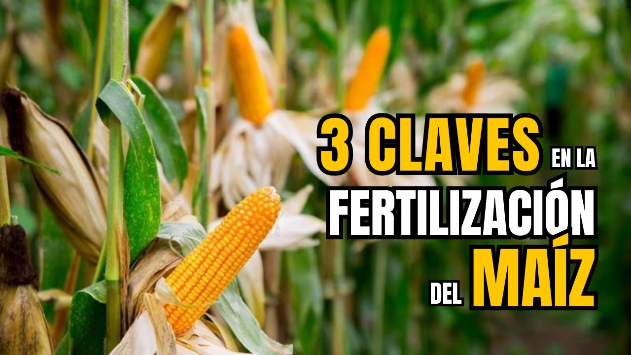 Maximiza tus cosechas de ma&iacute;z con esta gu&iacute;a de fertilizaci&oacute;n - fertilizaci&oacute;n en cultivo de ma&iacute;z