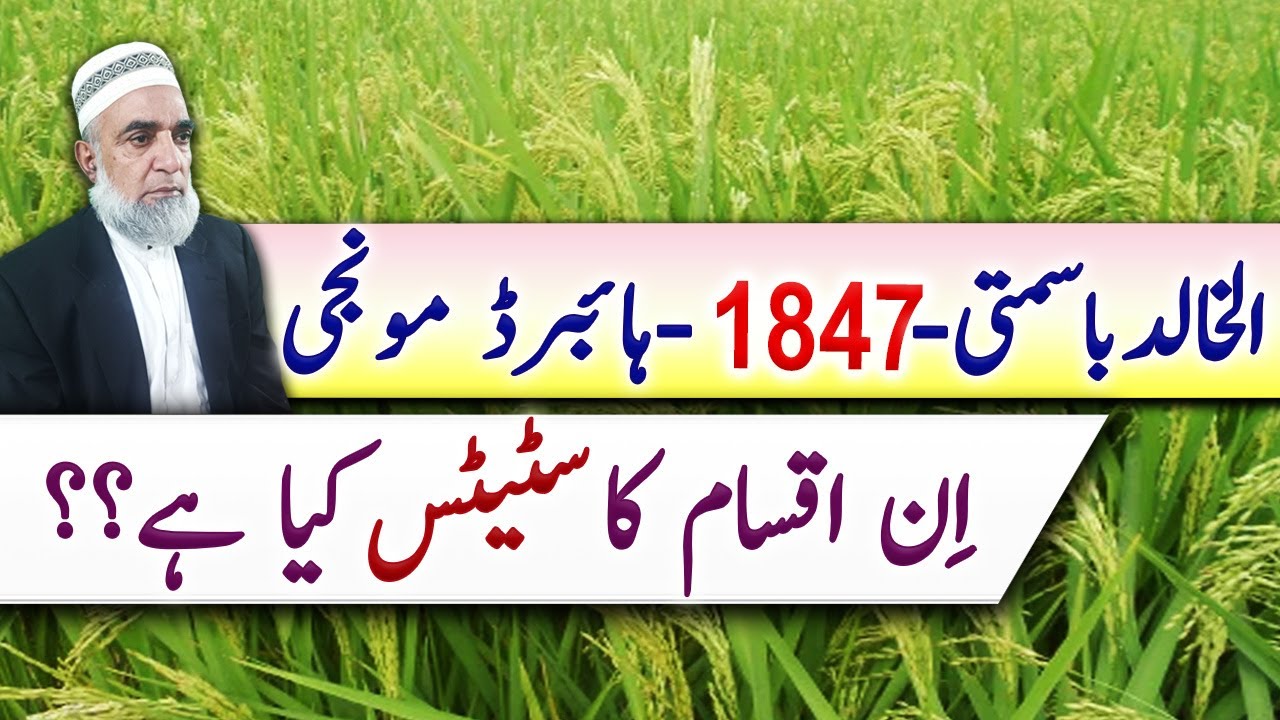Status of  Alkhalid Basmati, 1847 and Hybrid varieties in  Pakistan || Crop Reformer