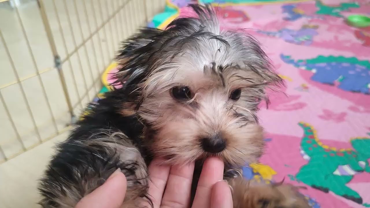 Малыш Жульенчик ждёт семью 🤗 Продажа доставка по миру+79788972514