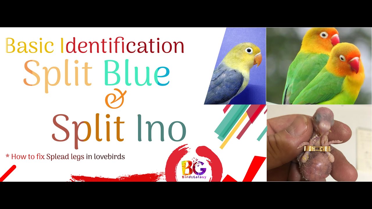 Basic Identification of Split Blue & Split Ino | Green Fischer | Lutino Fischer | Parblue / Ino |