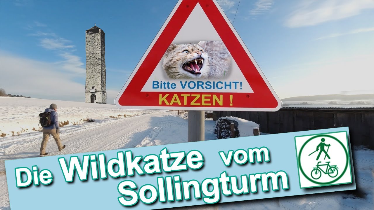Die Wildkatze vom Sollingturm  |  Wanderung  |  Uslar  |  Lunauborn