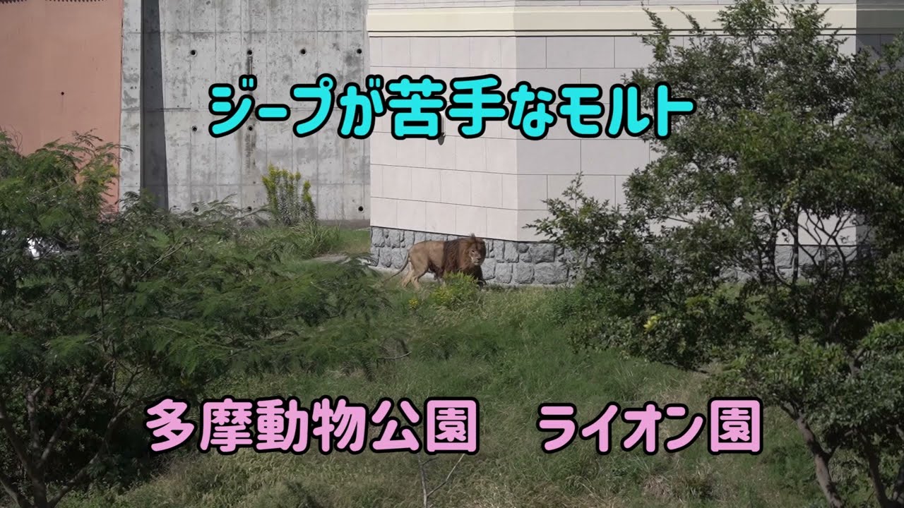 ライオン園　ジープが苦手なモルト　　多摩動物公園　pride of Lions at Tama zoo