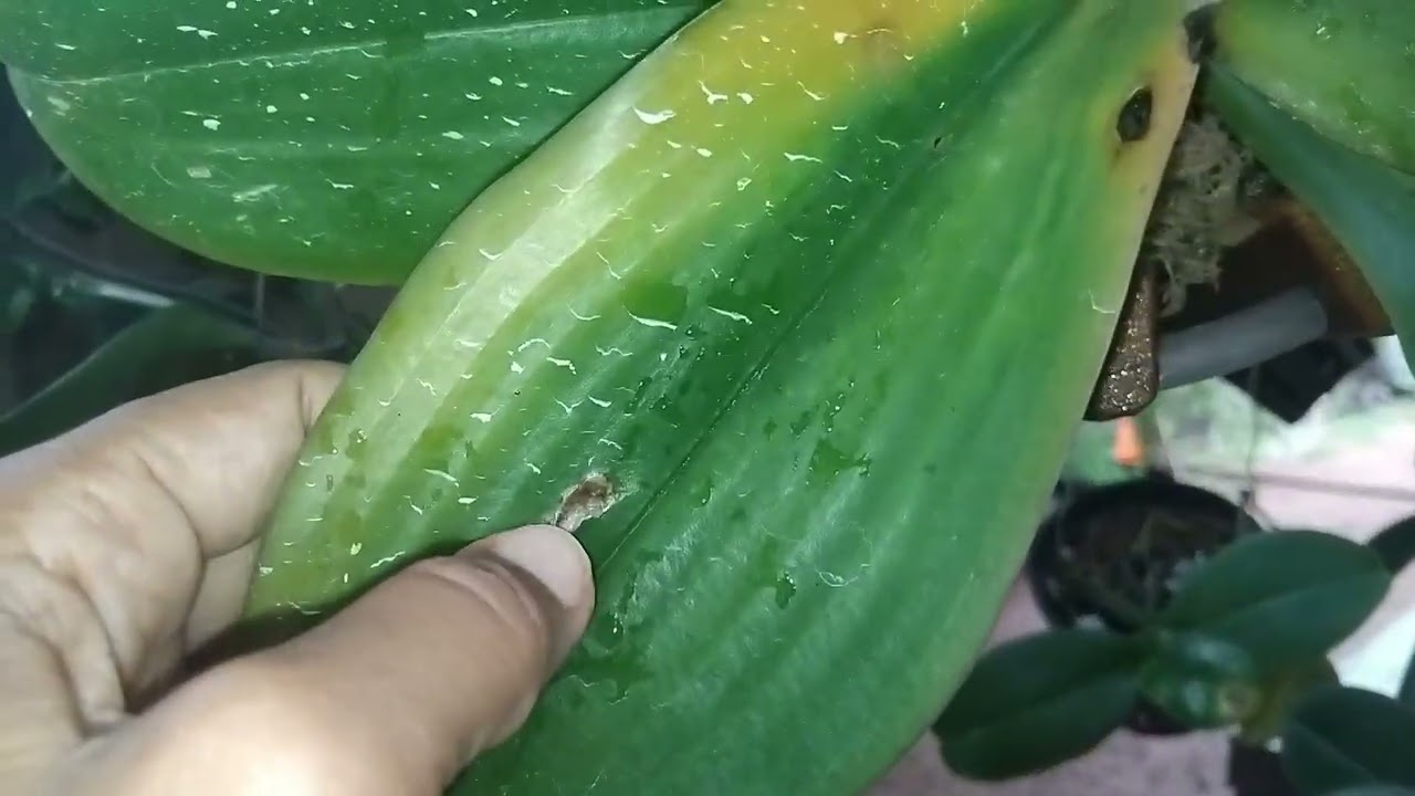 Chuva ☔️ muita chuva nas Phalaenopsis!!! O que fazer p elas não morre ???