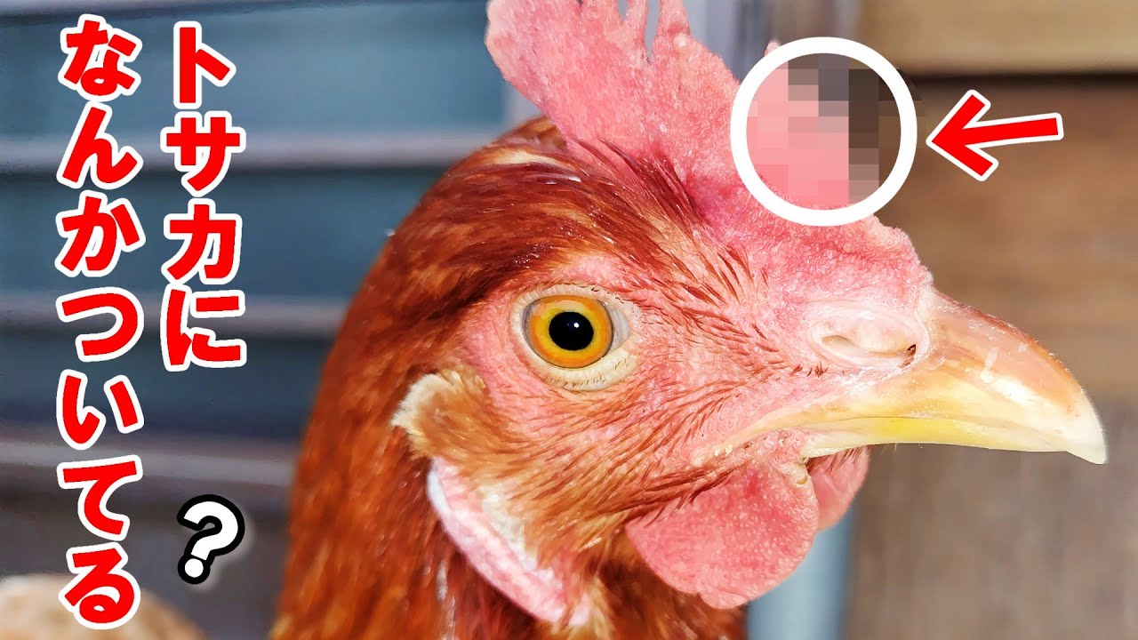 えぇ…トサカになんかついてるよー　【ニワトリ飼育】　#57