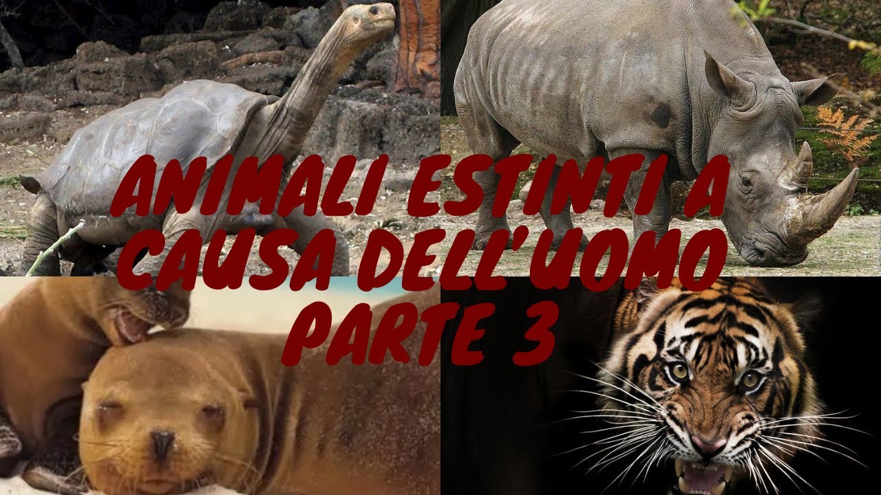 Animali estinti a causa dell'uomo parte 3