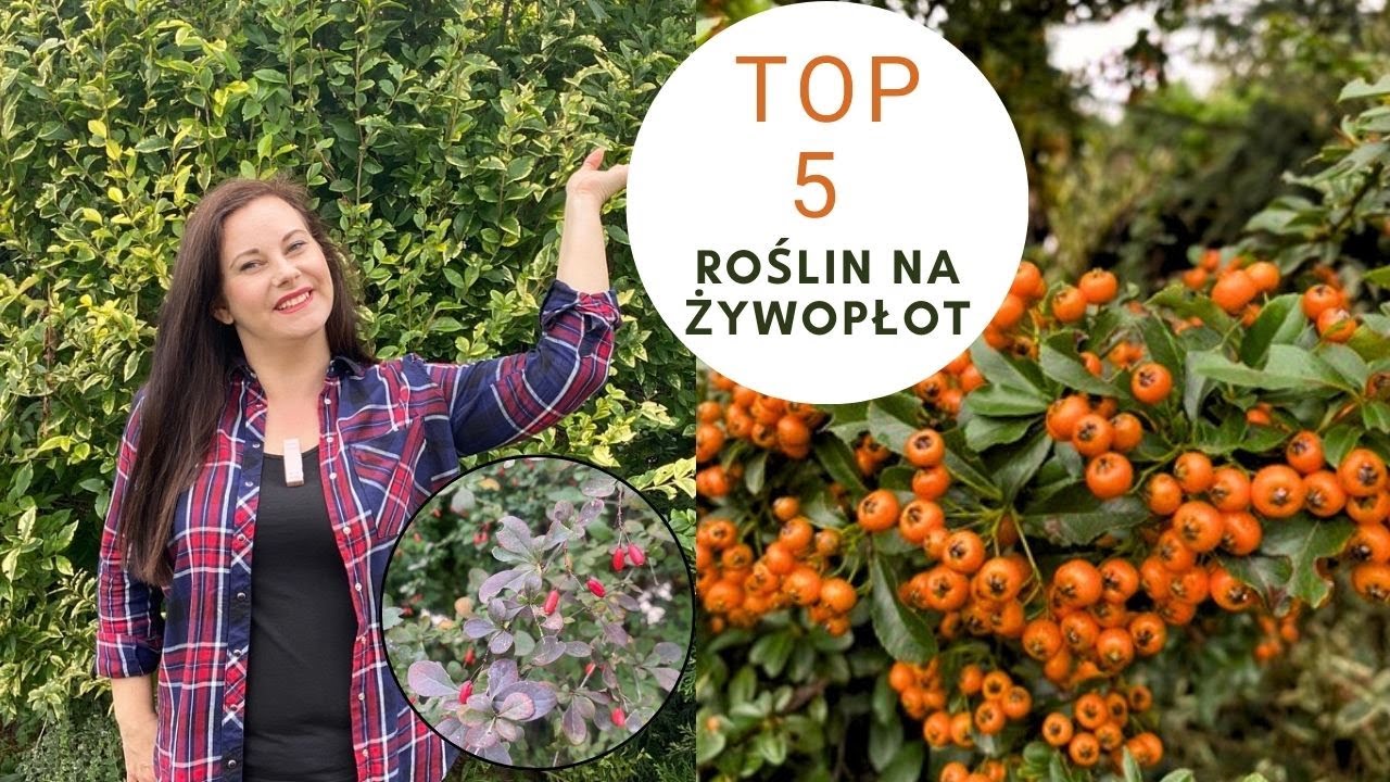 TOP 5 roślin na żywopłot| Poznaj alternatywę dla Tui i laurowiśni