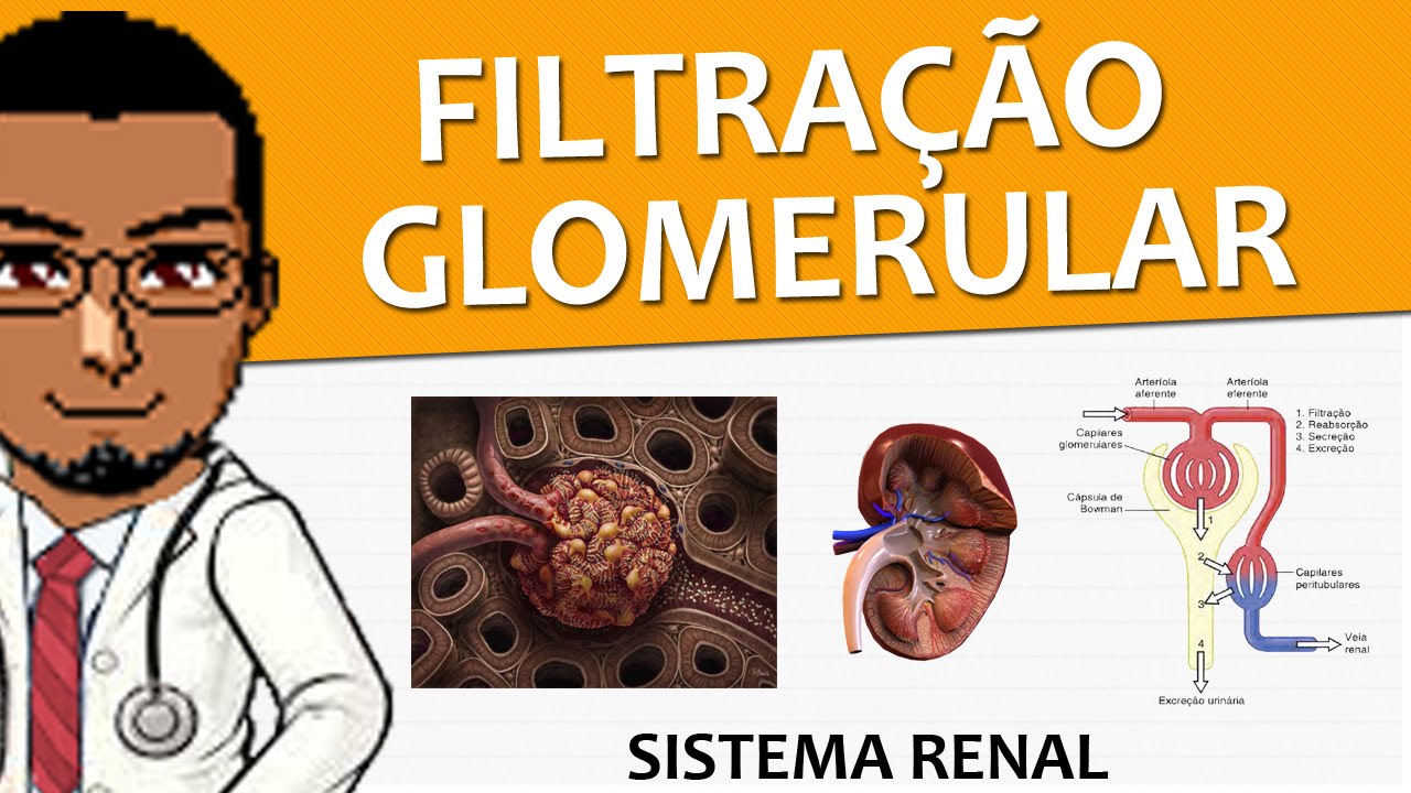 Sistema Excretor / Renal / Urinário 05 - Filtração Glomerular P1 (Fisiologia) - Vídeo-aula