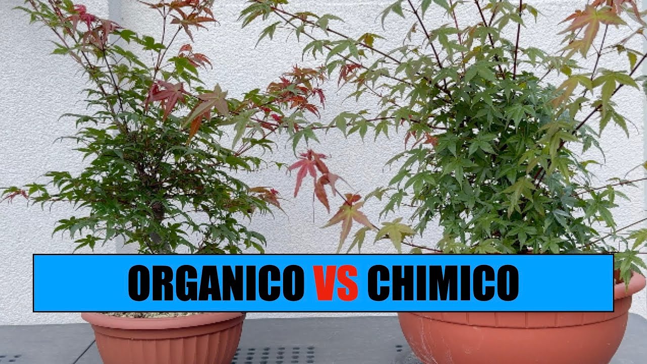 CONCIME CHIMICO VS ORGANICO - L'esperimento