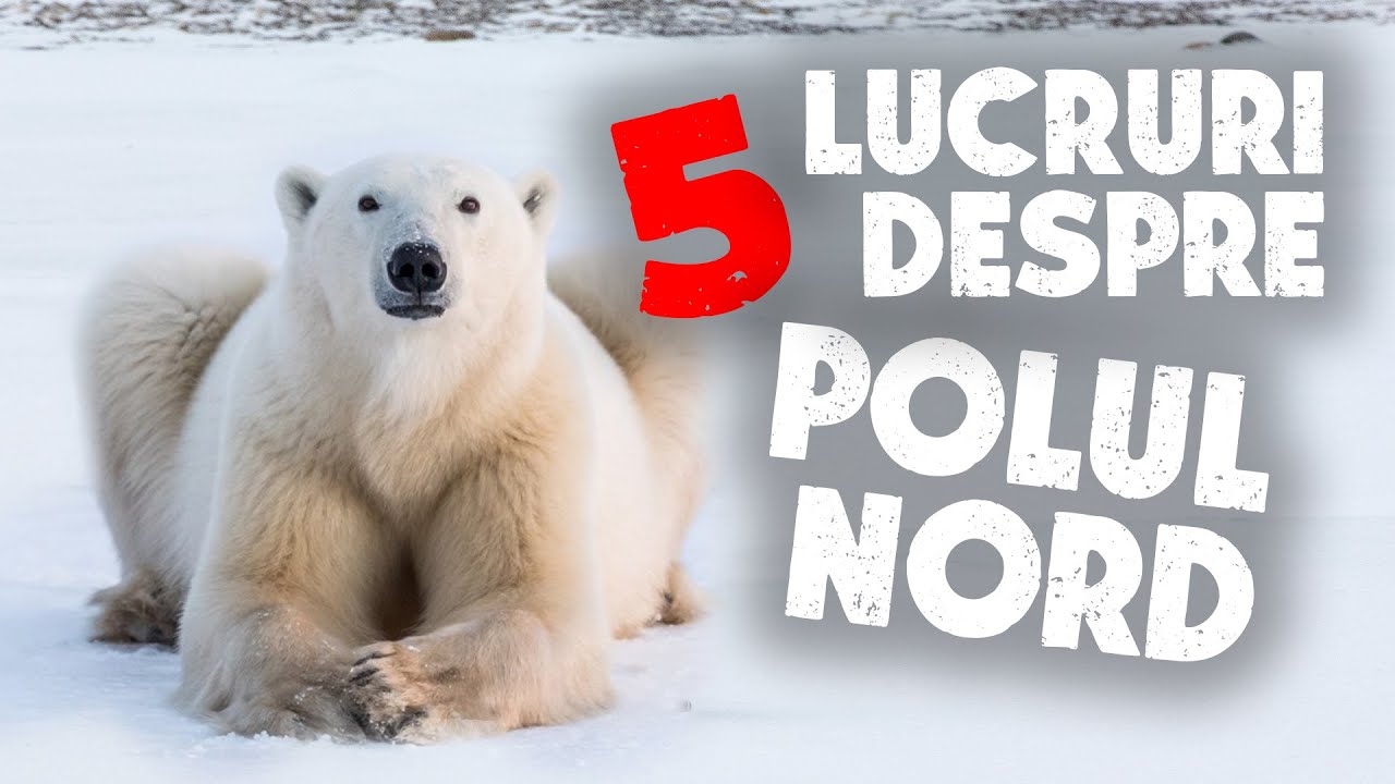 5 lucruri pe care NU LE ȘTIAȚI despre POLUL NORD