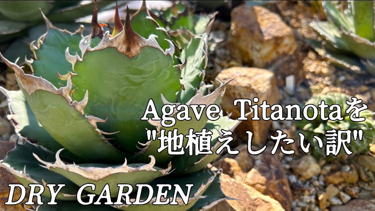 【チタノタ】【ドライガーデン】に地植えしてオテロイは越冬できる？養生してでも植えたい理由が分かる動画です。