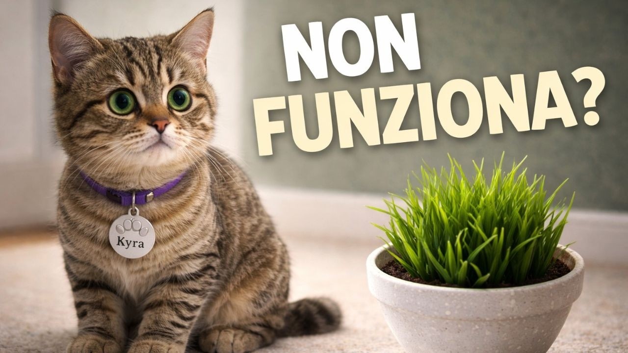 Erba Gatta NON Funziona? 😿 Ecco il Vero Motivo!