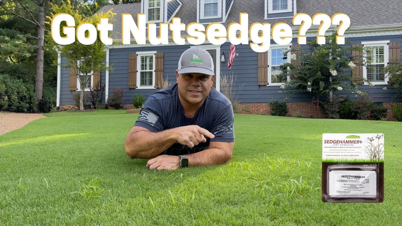 Есть Nutsedge ??? // SedgeHammer + Гербицид для борьбы с сорняками