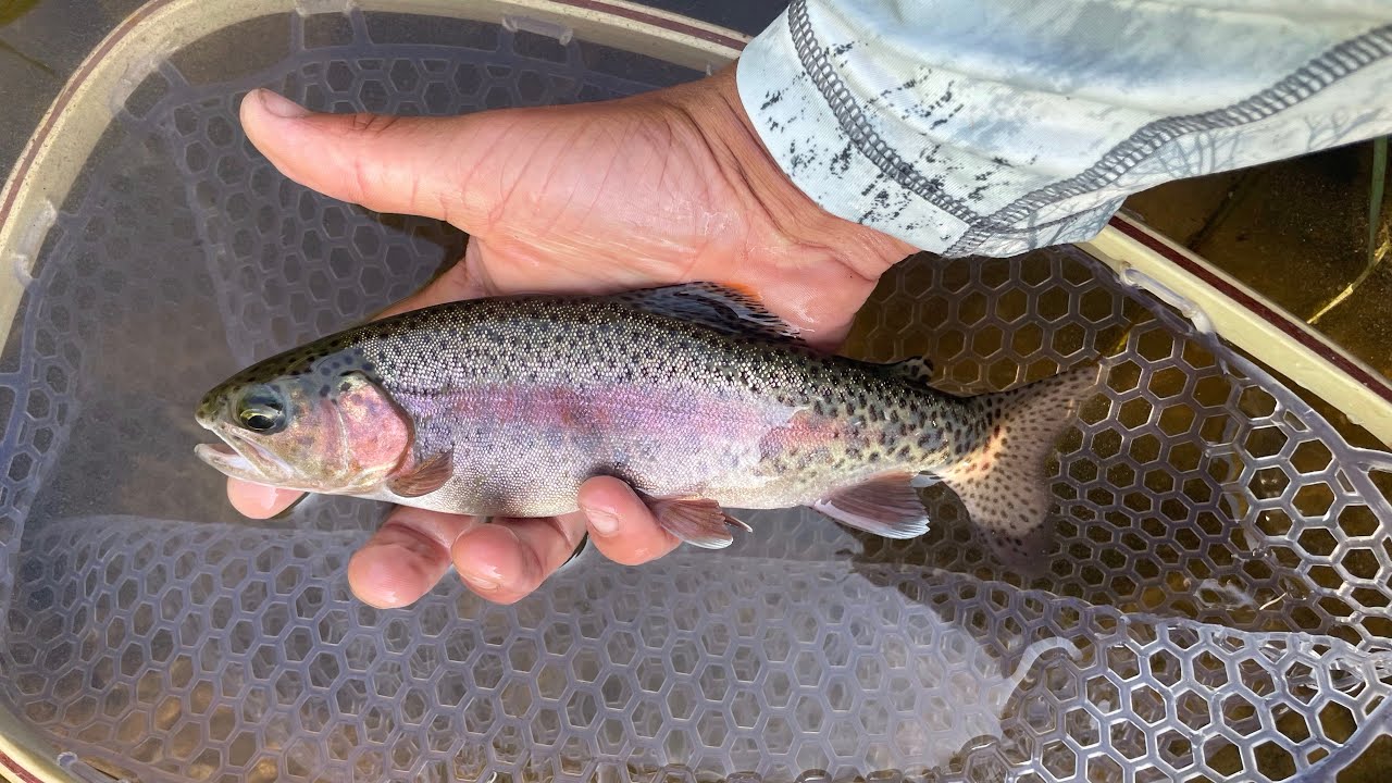 Missouri Wild Trout Dry Fly Fishing! (Little Piney Creek)