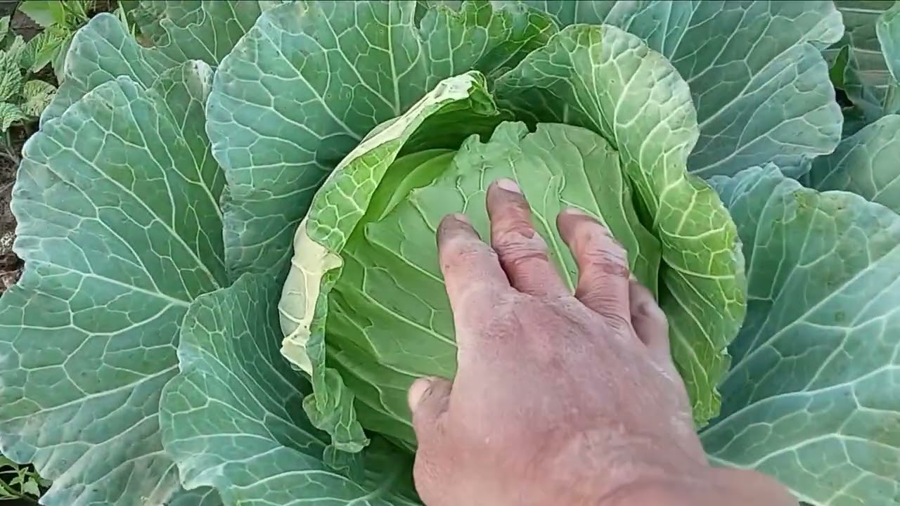 วิธีดู #กะหล่ำปลี พร้อมตัดดูง่ายๆแค่นี้เอง