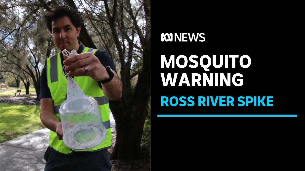 Ross River Virus cases have almost tripled in WA following favourable breeding conditions |ABC News