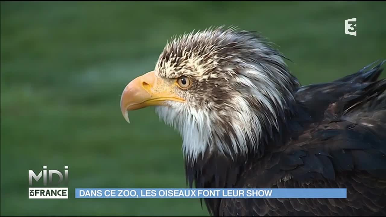 Dans ce zoo, les oiseaux font leur show