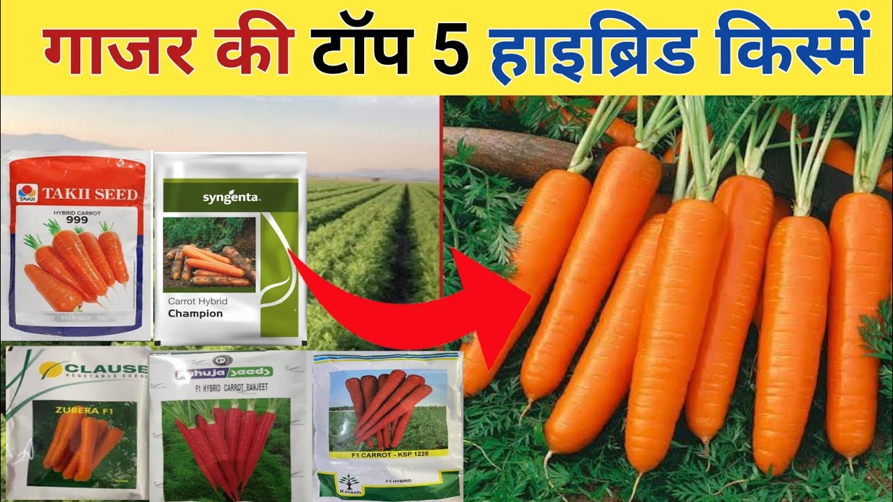गाजर की टॉप 5 हाइब्रिड वेरायटी||Gajar ki top variety||Top five carrot seeds||Best carrot seeds 2023