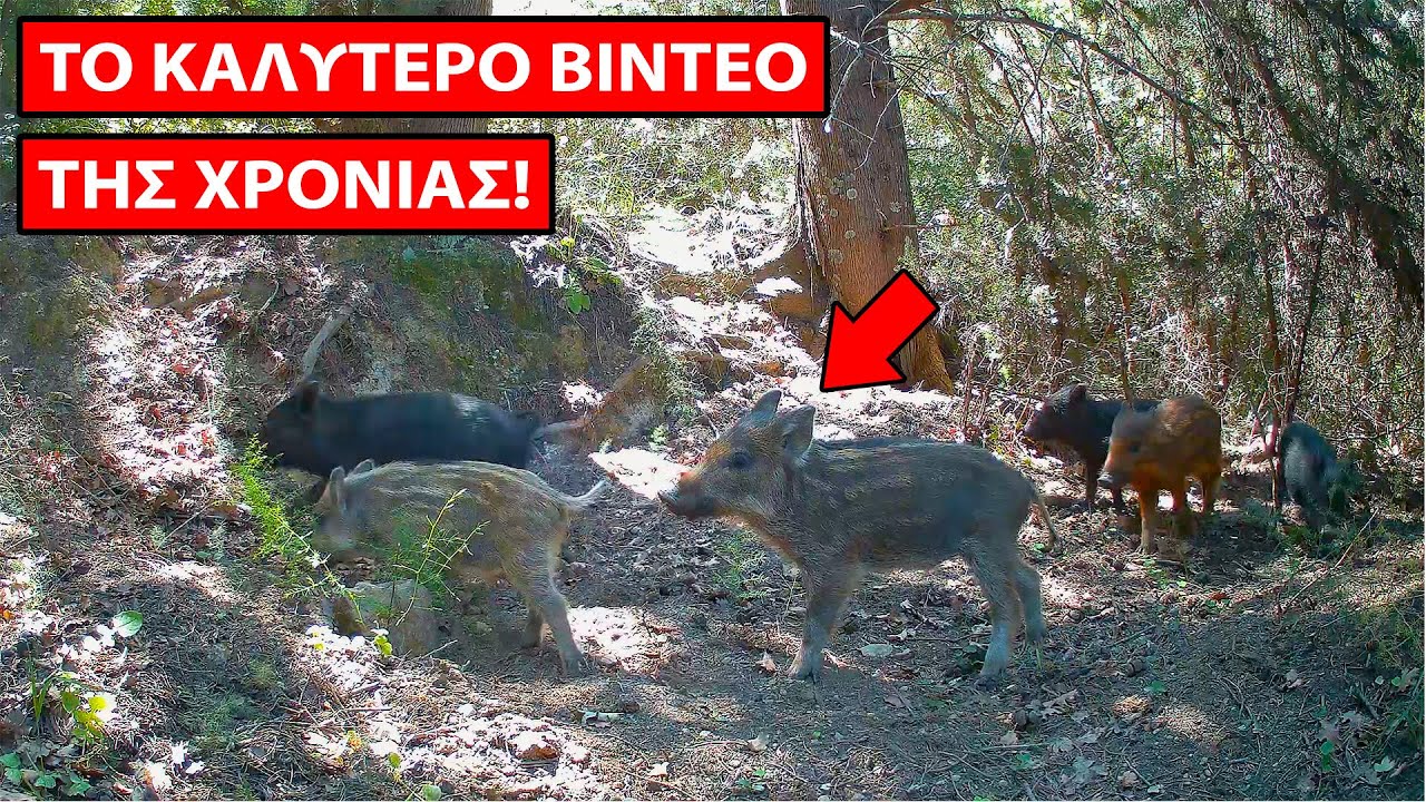 Απίστευτα Πλάνα από το Δάσος -  Τσακάλια, Αλεπούδες Αγριογούρουνα, Λαγοί