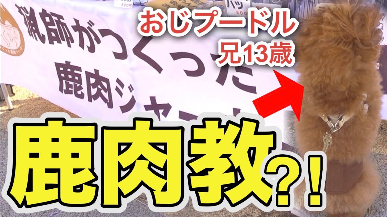 【鹿肉以外食べてはならぬ】3プードル大好きオヤツ兄犬が「聖地へ向かった」件w【わんわんキャラバン】