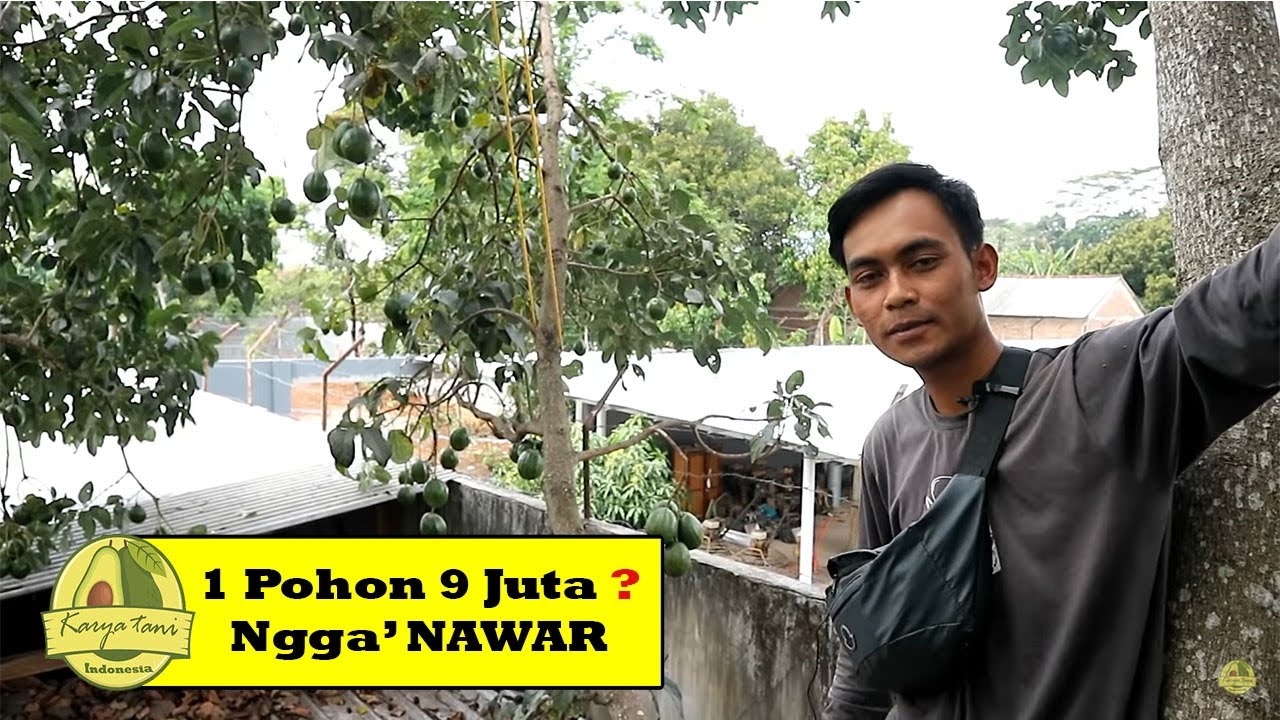 Pohon Alpukat KENDIL TERBESAR