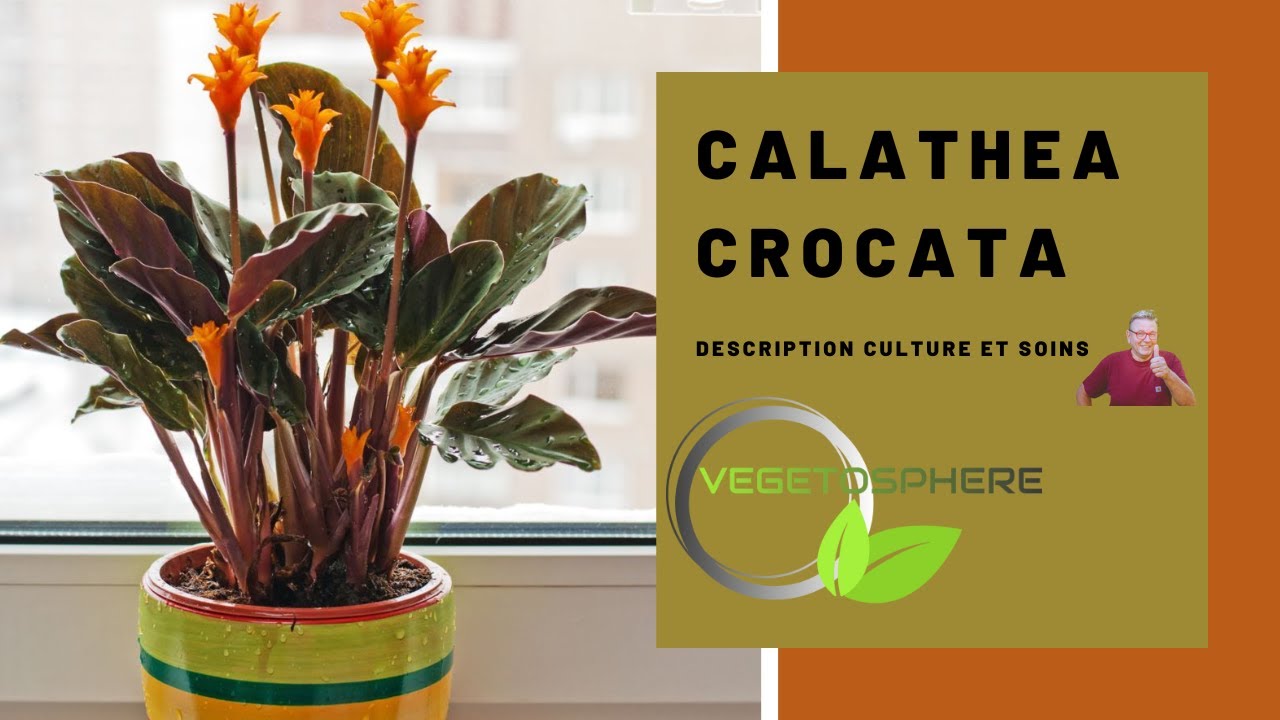 Calathea crocata, le calathéa que l'on achète pour ses fleurs et que l'on  garde pour ses feuilles.