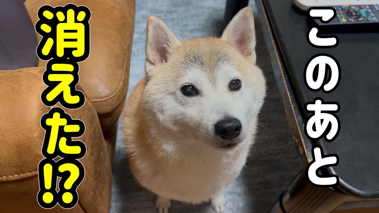 深夜の柴犬をこっそり見に行ったら…💦💦