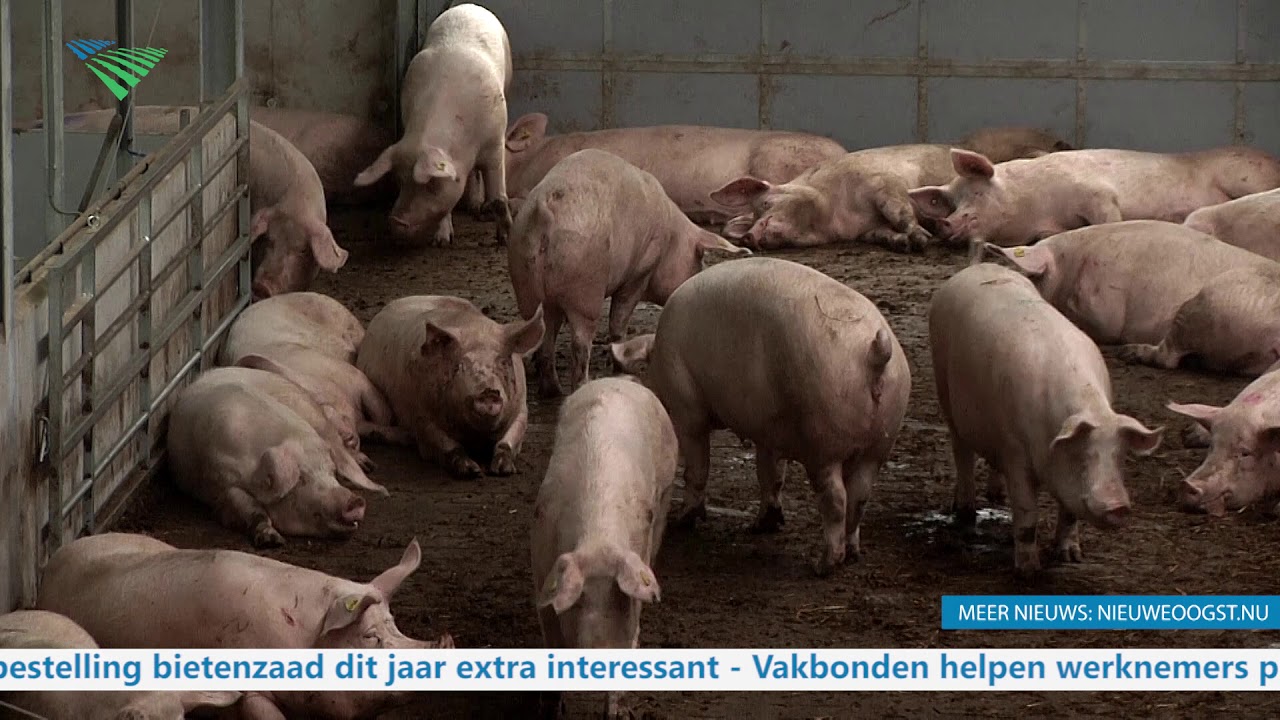 TV: 'NVWA handelde niet goed'