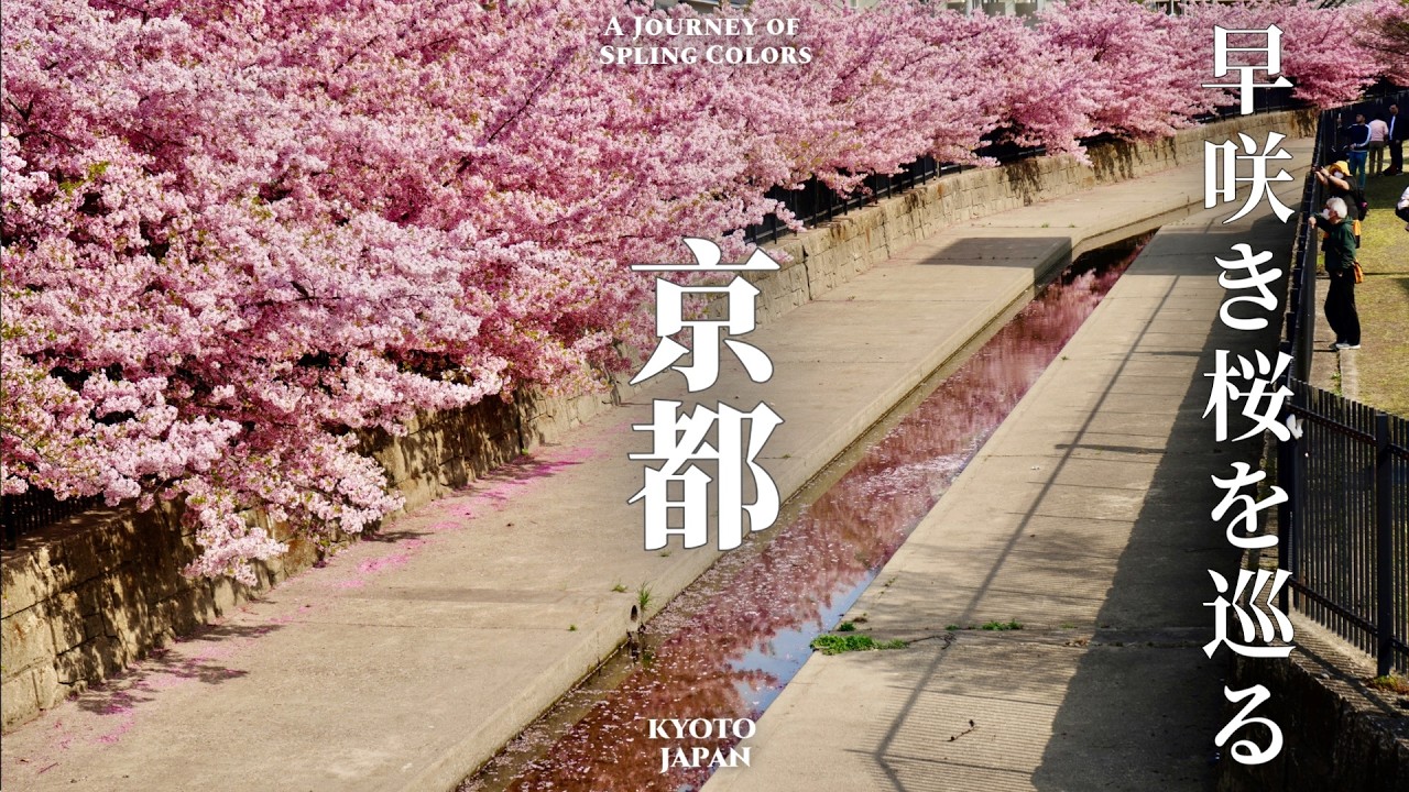 京都、早咲き桜と花見カフェを辿る大人旅 | ４K