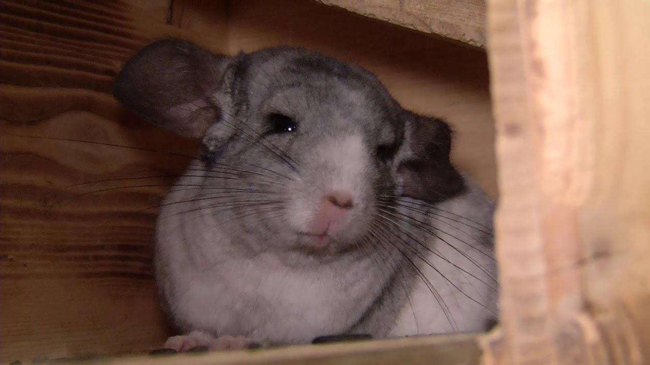 Tierschutz in M&uuml;nchen Kleintiere