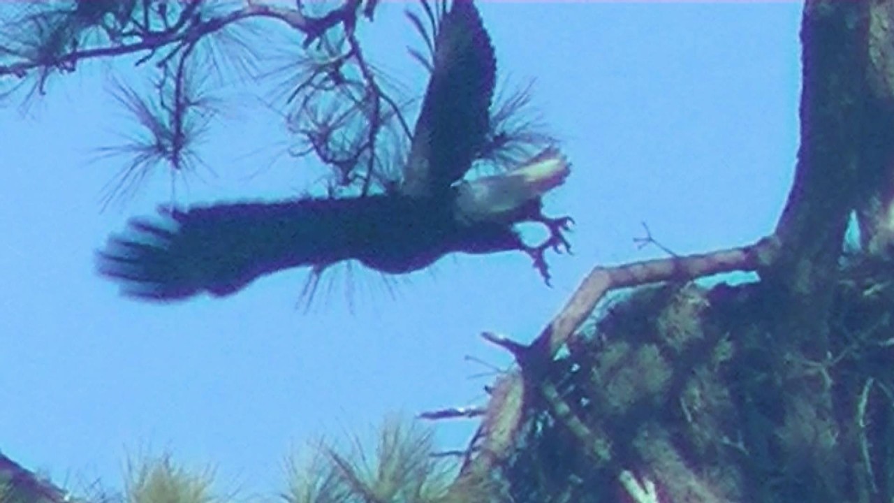 Sun City Eagle Family: Feeding & Protecting the Eaglets are the Responsibility of Both Parents.