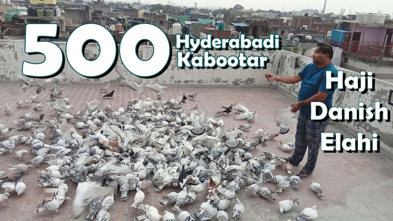 Haji Danish Elahi K 500 New Hyderabadi Kabootar | Delhi Ki Kabutar Bazi | Racing Pigeon