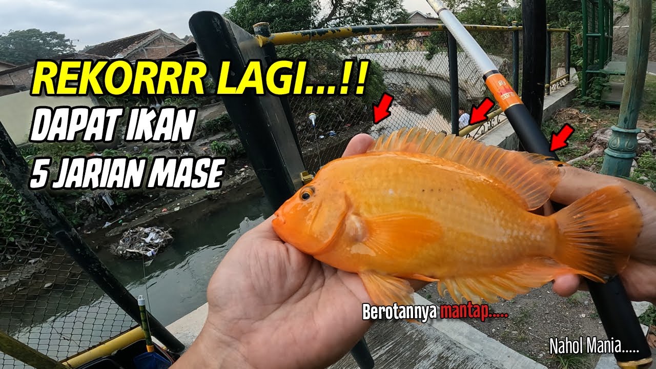 REKOR LAGI ‼️ DAPAT IKAN 5 JARIAN DI SPOT JARANG DIPANCING || Mancing Red Devil Sungai Jogja