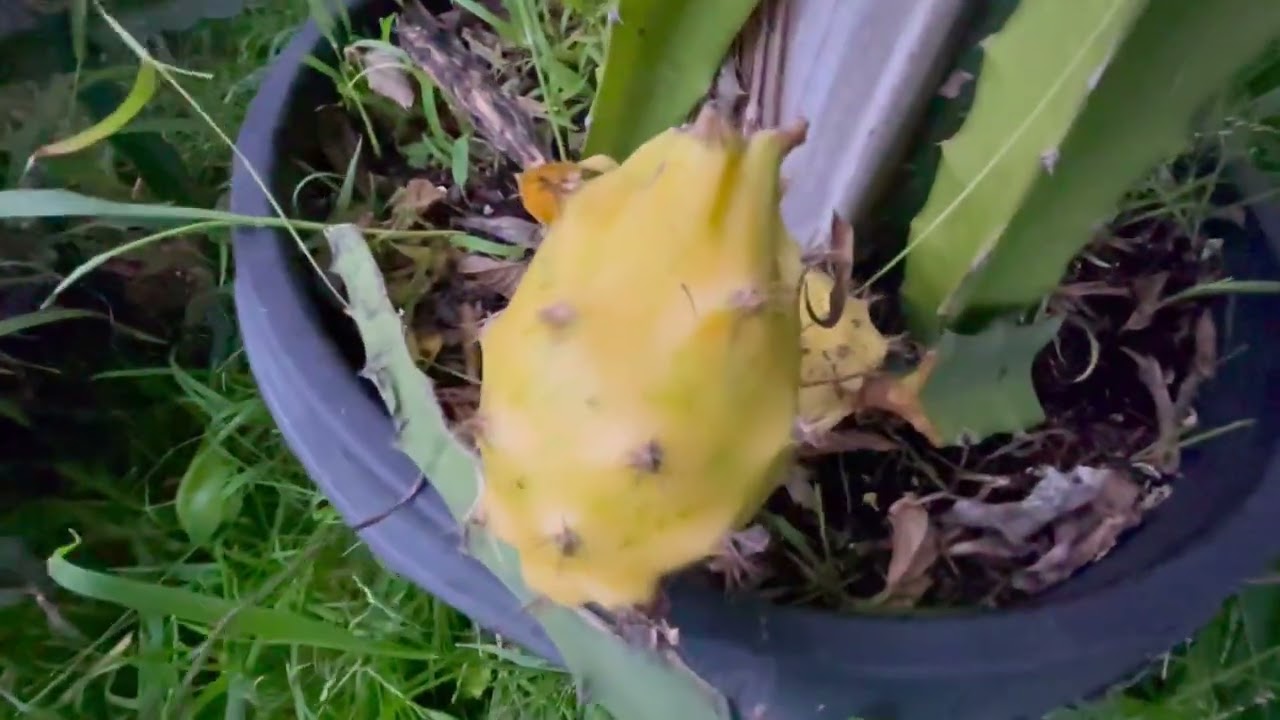 Ecuador palora bears fruit for the first time