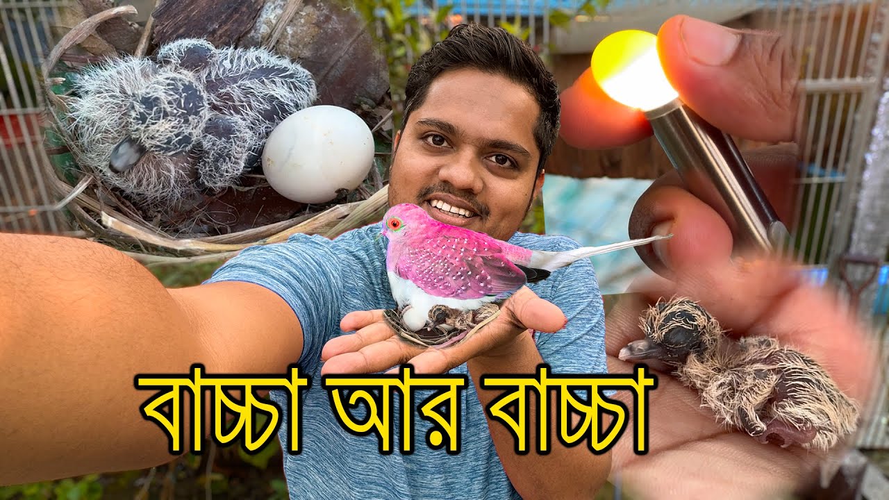 অসম্ভব সুন্দর ডায়মন্ড এর বাচ্চা পেয়েছি | Diamond Dove Baby