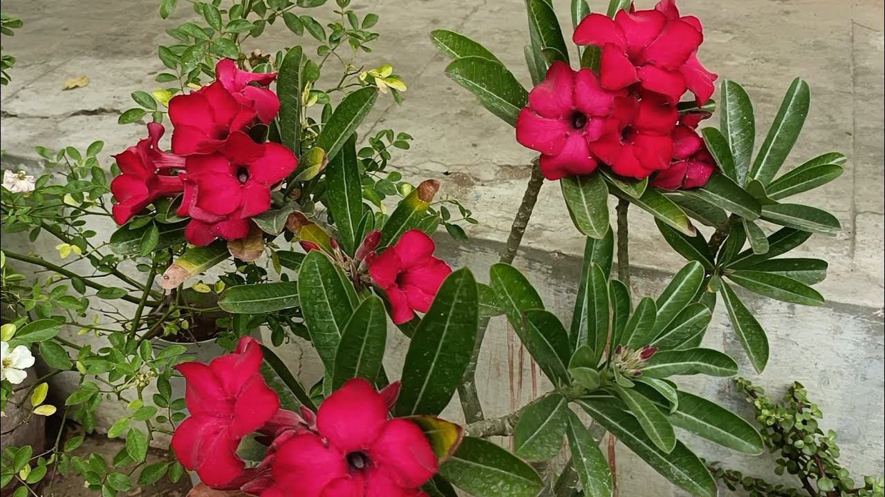 Ek Se badhkar ek adenium flower plant home garden adenium beautiful flowers