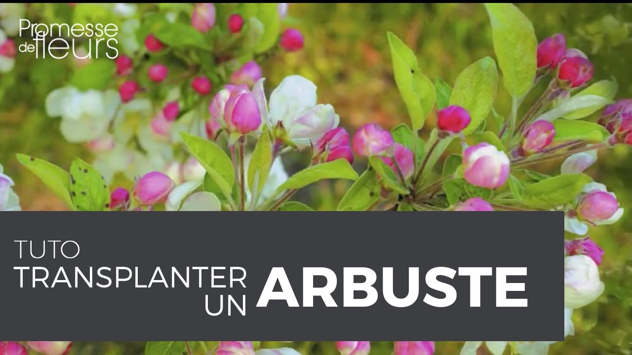 Tuto : Transplanter un arbuste