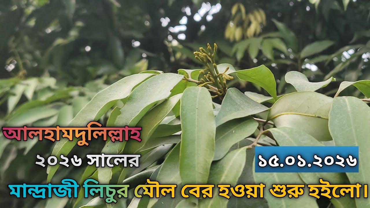 আলহামদুলিল্লাহ ২০২৬ সালের মান্দ্রাজী লিচুর মৌল বের হওয়া শুরু হইলো ।।১৫.০১.২০২৬।।