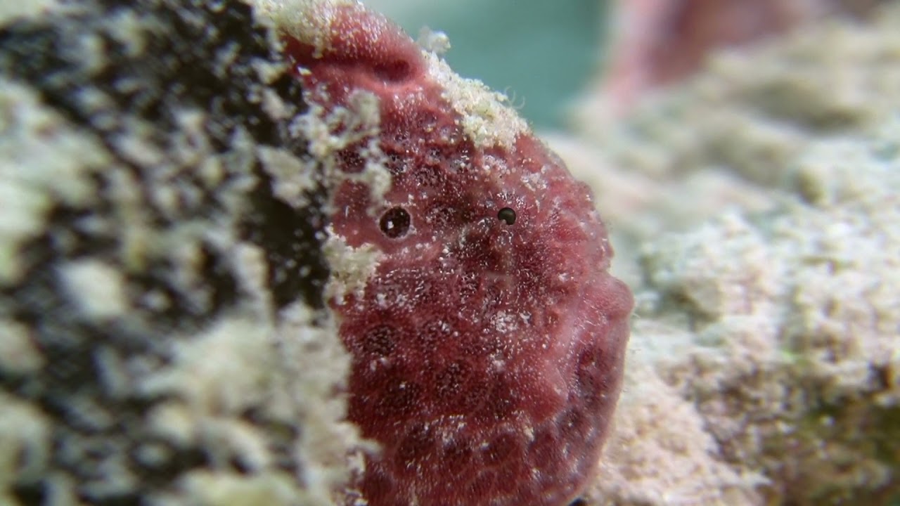 Frogfish Documentary - 2011