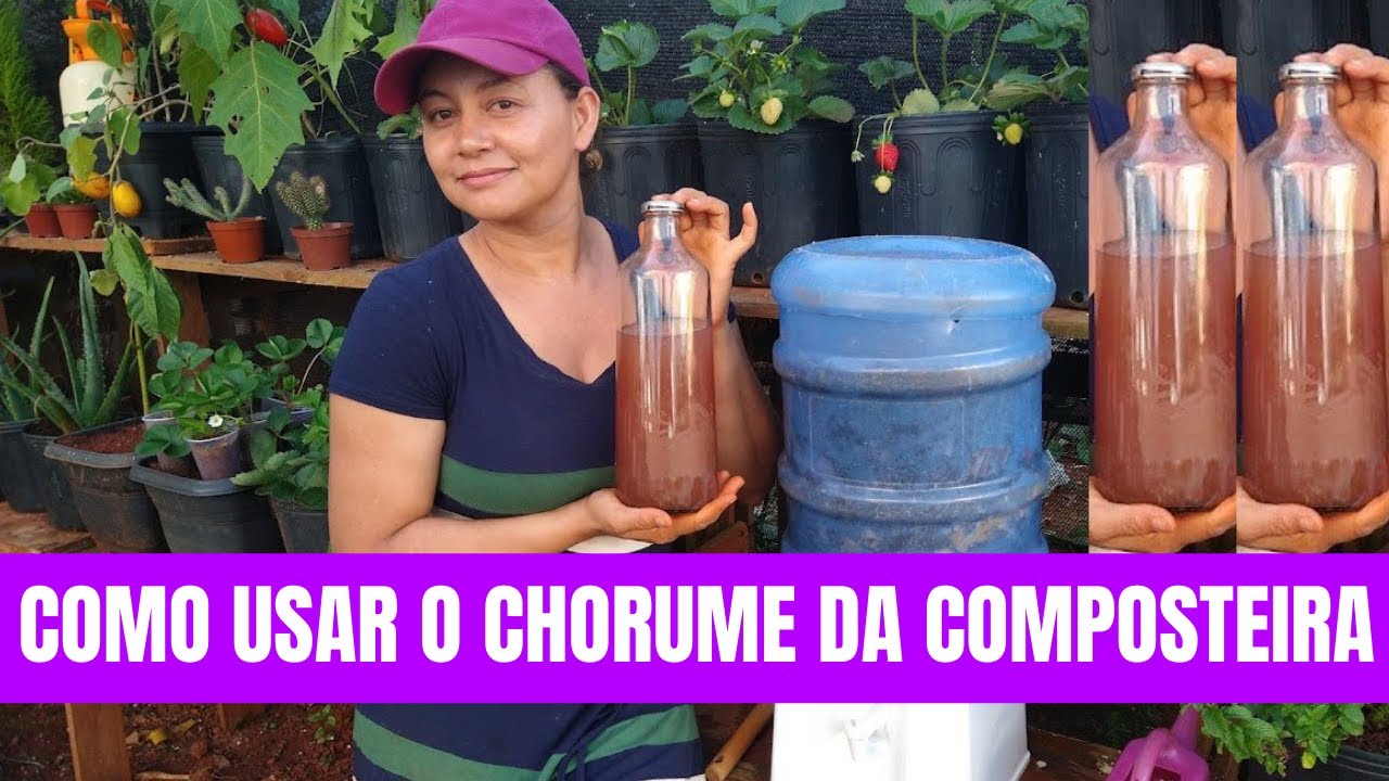 Como usar o Chorume da Composteira, Primeira Retirada! Abubo Orgânico, Biofertilizante!
