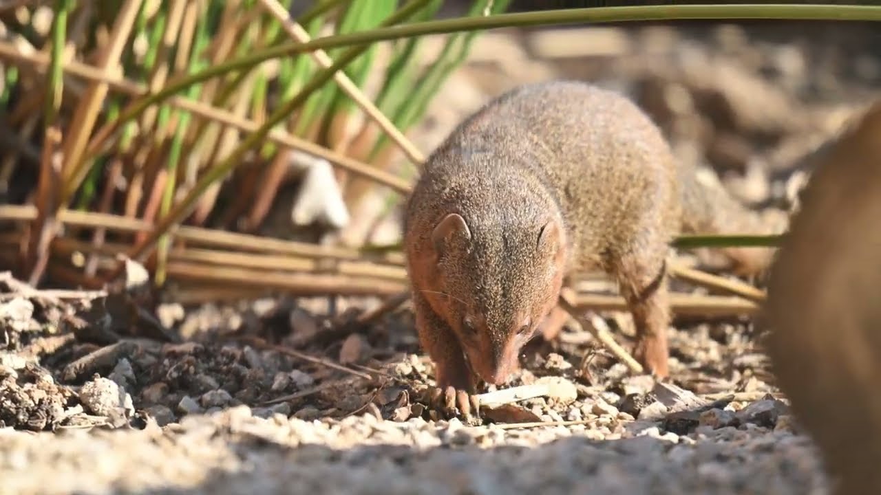 Digging for insects?