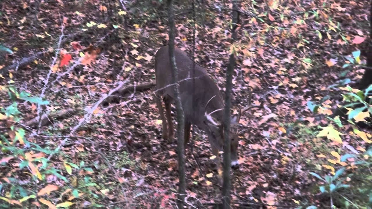 Whitetail Buck Grunting