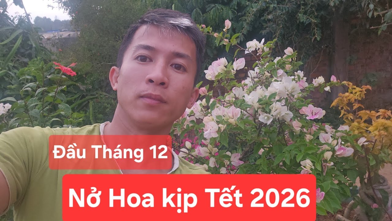 Cập nhật hoa giấy nở kịp tết 2026