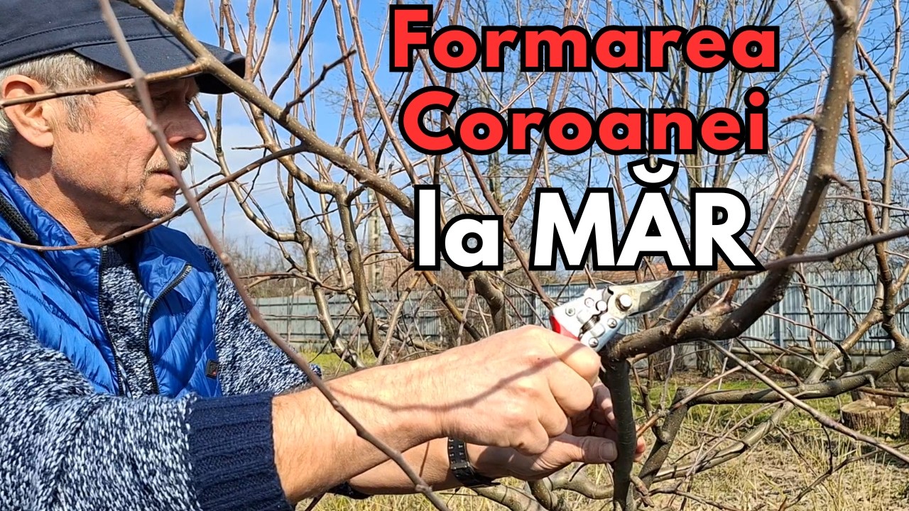 Tăieri la măr în primii 5 ani | Formarea corectă a coroanei