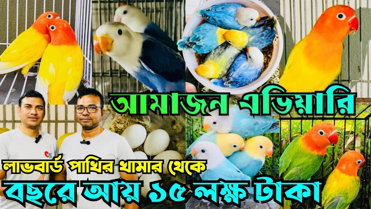 ২৬ জোড়া লাভবার্ড থেকে বছরে আ*য় ১৫ ল*ক্ষ টা*কা | আমাজন এভিয়ারি | Love Bird Farm #viralvideo