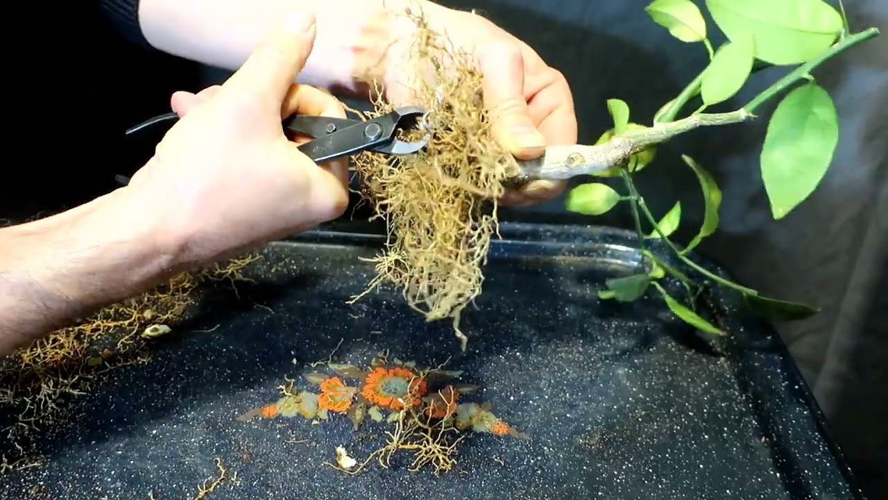 Tăiere și replantare Portocal proiect de bonsai