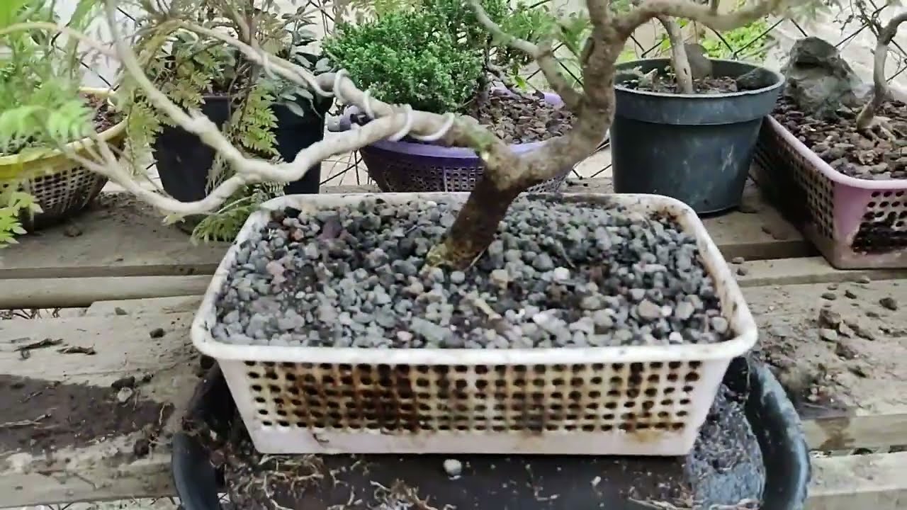 Jacaranda Bonsai (Raices planas, Sigamos mejorando)
