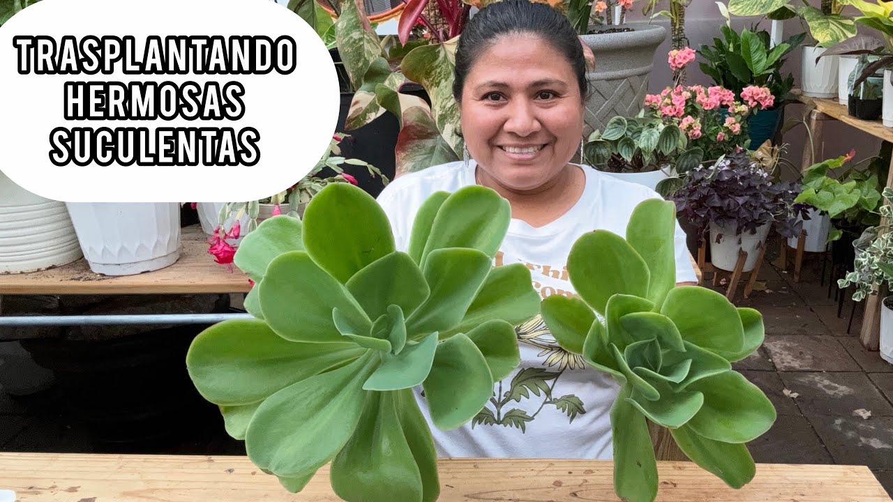 TRASPLANTANDO MÁS HERMOSAS SUCULENTAS